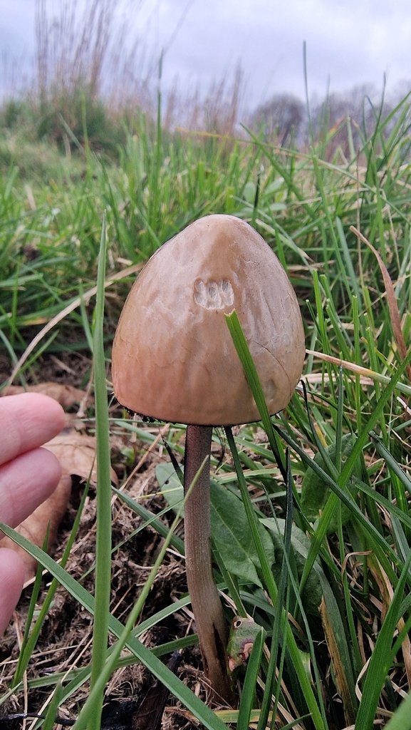 Panaeolus semiovatus · March 2026 · photo: © fungiary (iNaturalist, cc0)