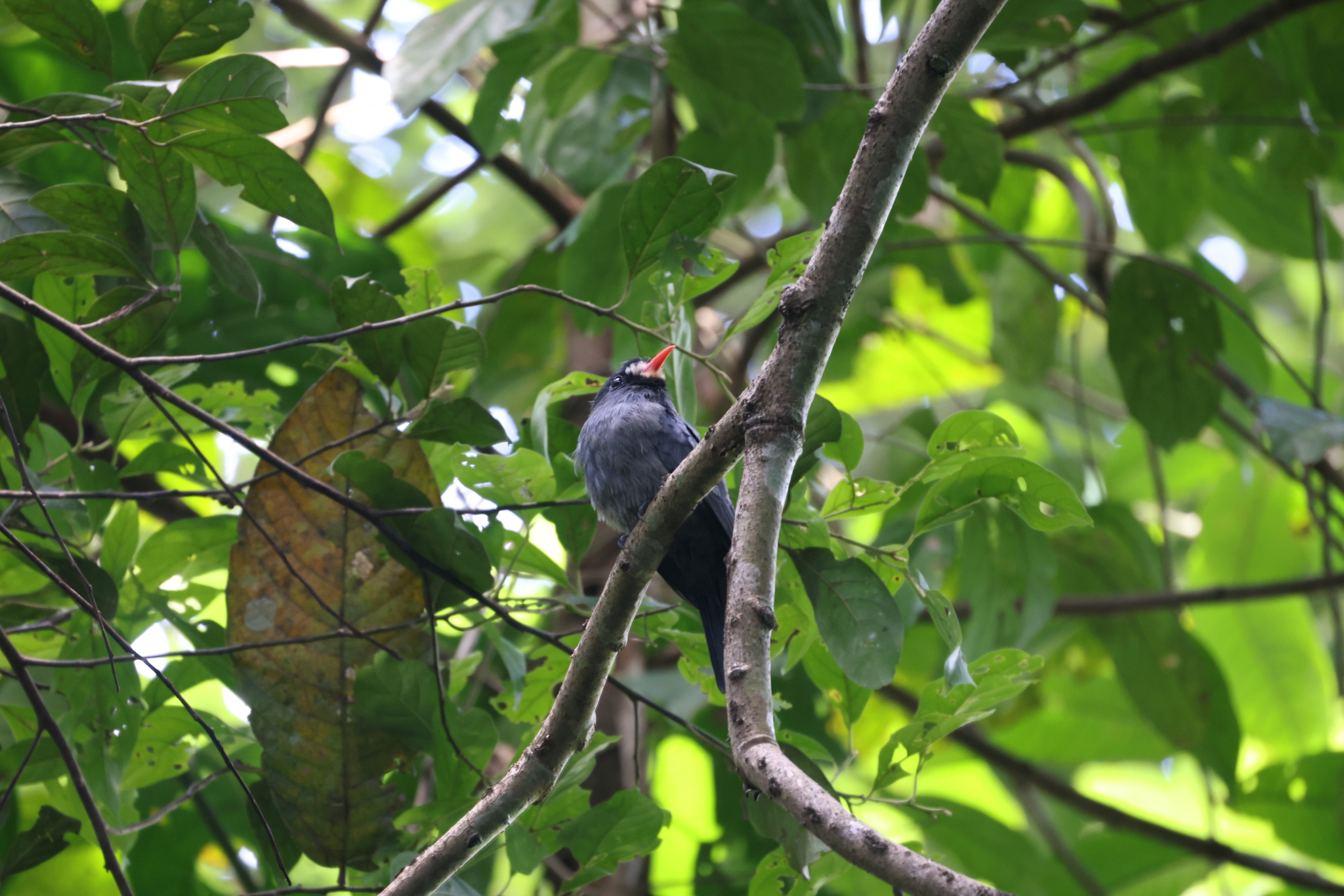White-fronted Nunbird (Monasa morphoeus), photo 3