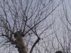 Melopsittacus undulatus domesticus