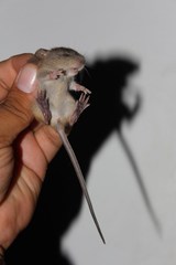 Oryzomys couesi aquaticus