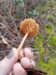 Tubariaceae