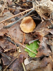 Tubariaceae