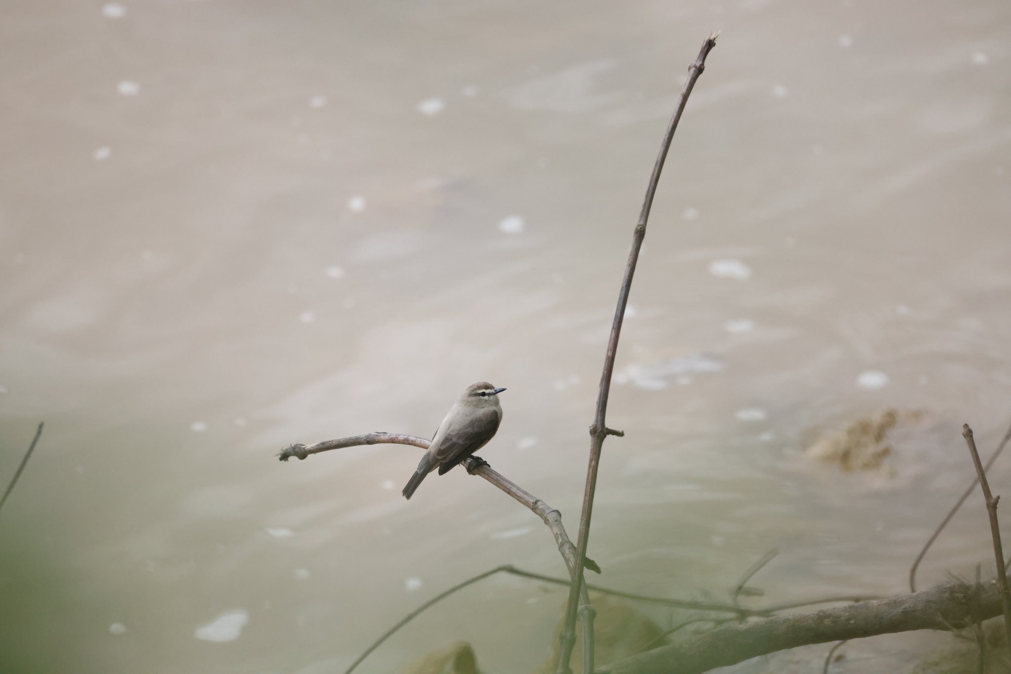 Drab Water Tyrant (Ochthornis littoralis), photo 1