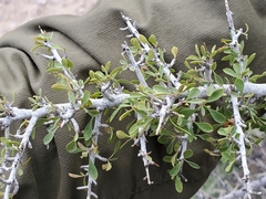 Condalia globosa pubescens