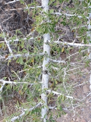 Condalia globosa pubescens