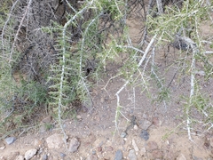 Condalia globosa pubescens