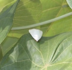 Xanthodes amata