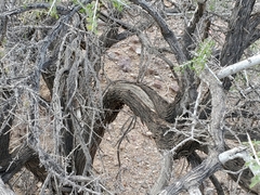 Condalia globosa pubescens
