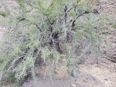 Condalia globosa pubescens