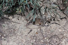 Oryzomys couesi aquaticus