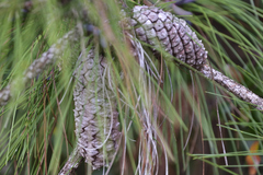 Pinus elliottii densa