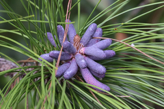 Pinus elliottii densa