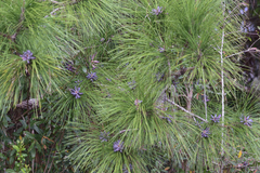 Pinus elliottii densa