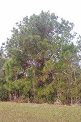 Pinus elliottii densa