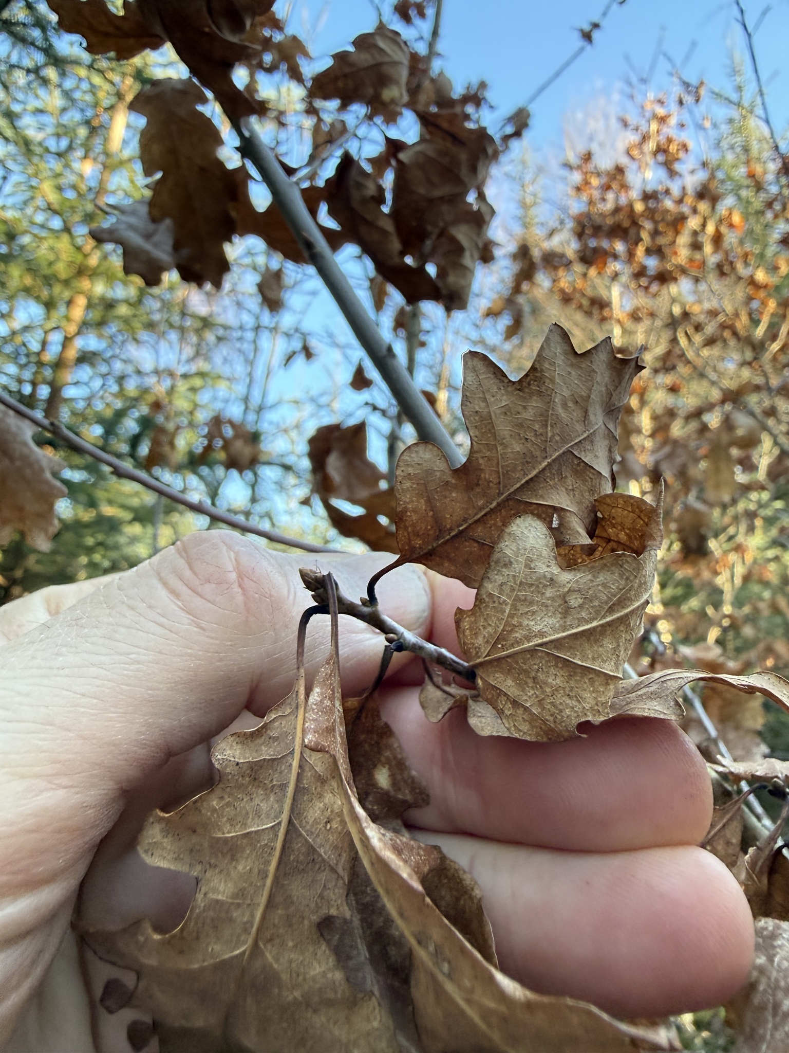 Imagem de Quercus petraea