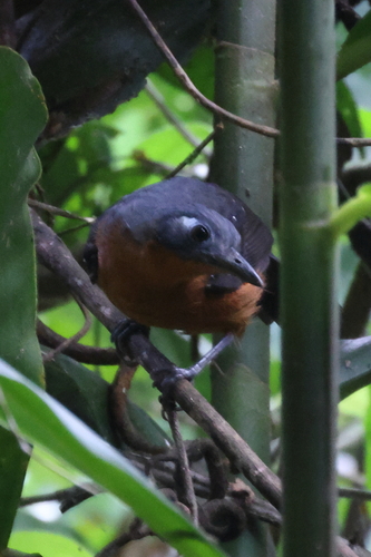 Plumbeous Antbird (Myrmelastes hyperythrus), photo 7
