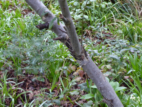 Deodar cedar (Cedrus deodara)