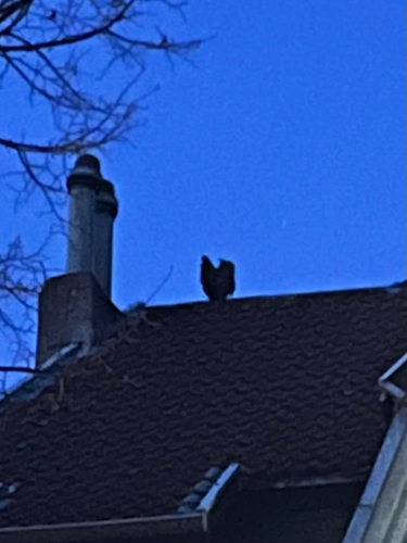 View observation of {o.common_name} on iNaturalist