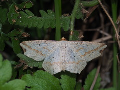 Pareclipsis serrulata