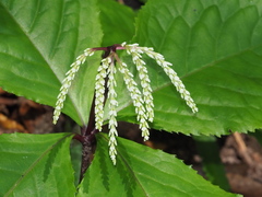 Chloranthus oldhamii