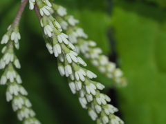 Chloranthus oldhamii