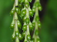 Chloranthus oldhamii