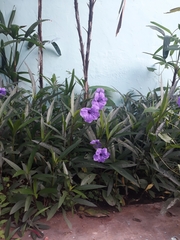 Ruellia simplex