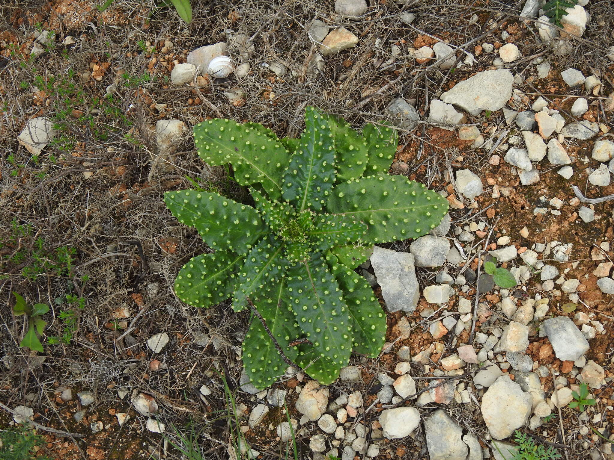 Helminthotheca spinosa