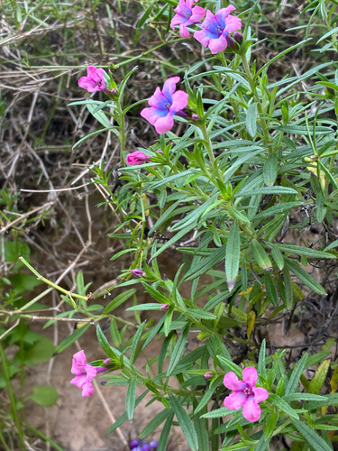Glandora rosmarinifolia, photograph 3