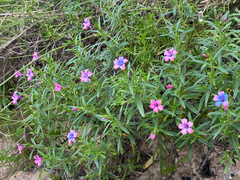 Glandora rosmarinifolia, photograph author not stated, no rights reserved