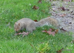Sciurus carolinensis