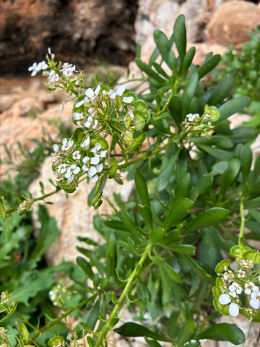 Iberis semperflorens (Iberis semperflorens)