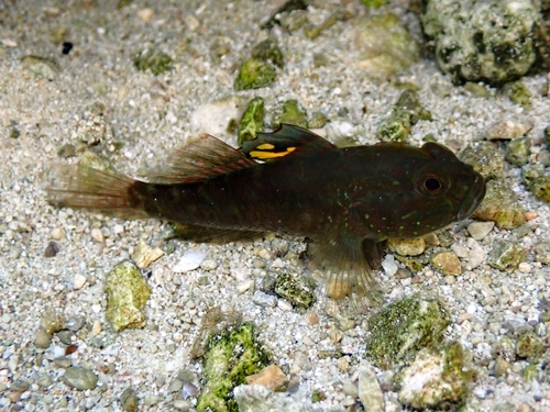 Lophogobius cyprinoides