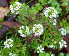 Lobularia maritima