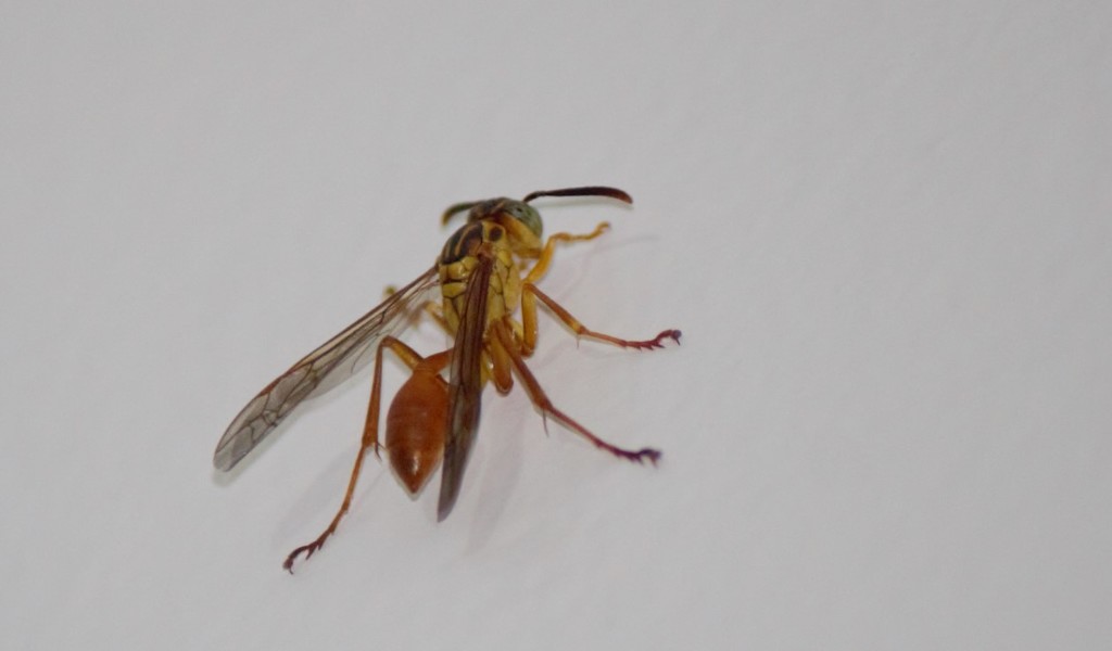 Mischocyttarus bahiae