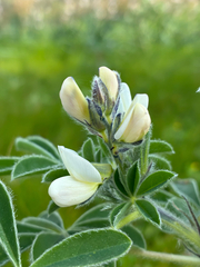 Lupinus albus, photograph author not stated, no rights reserved
