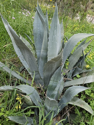 Avistamiento Pita (Agave americana)