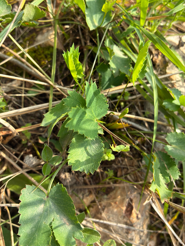 Eryngium tricuspidatum, photograph 4