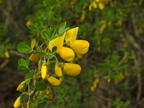 Cytisus arboreus, photograph 5