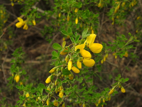 Cytisus arboreus, photograph 6