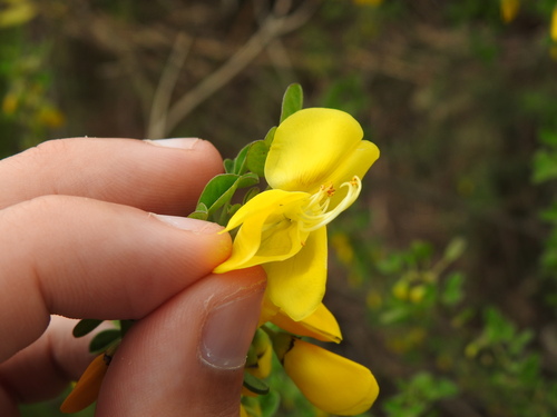 Cytisus arboreus, photograph 4