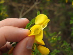 Cytisus arboreus, photograph (c) Duarte Frade, some rights reserved (CC BY)