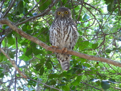 Ninox connivens