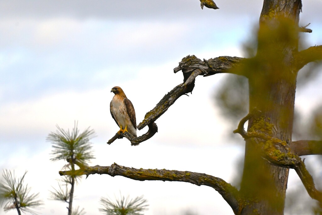 Red-tailed Hawk from Archie Briggs Rd, Bend, OR 97703, USA on March 6 ...