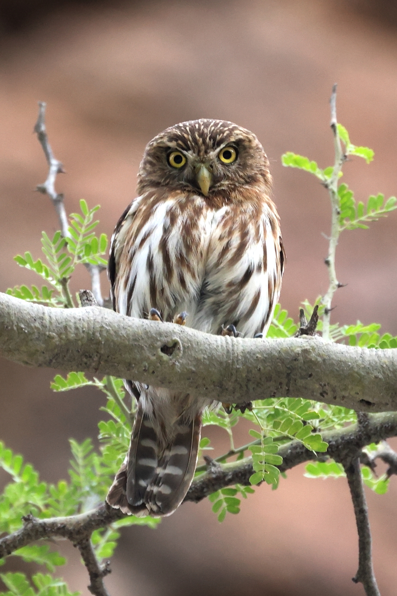 Pacific Pygmy Owl (Glaucidium peruanum), photo 1