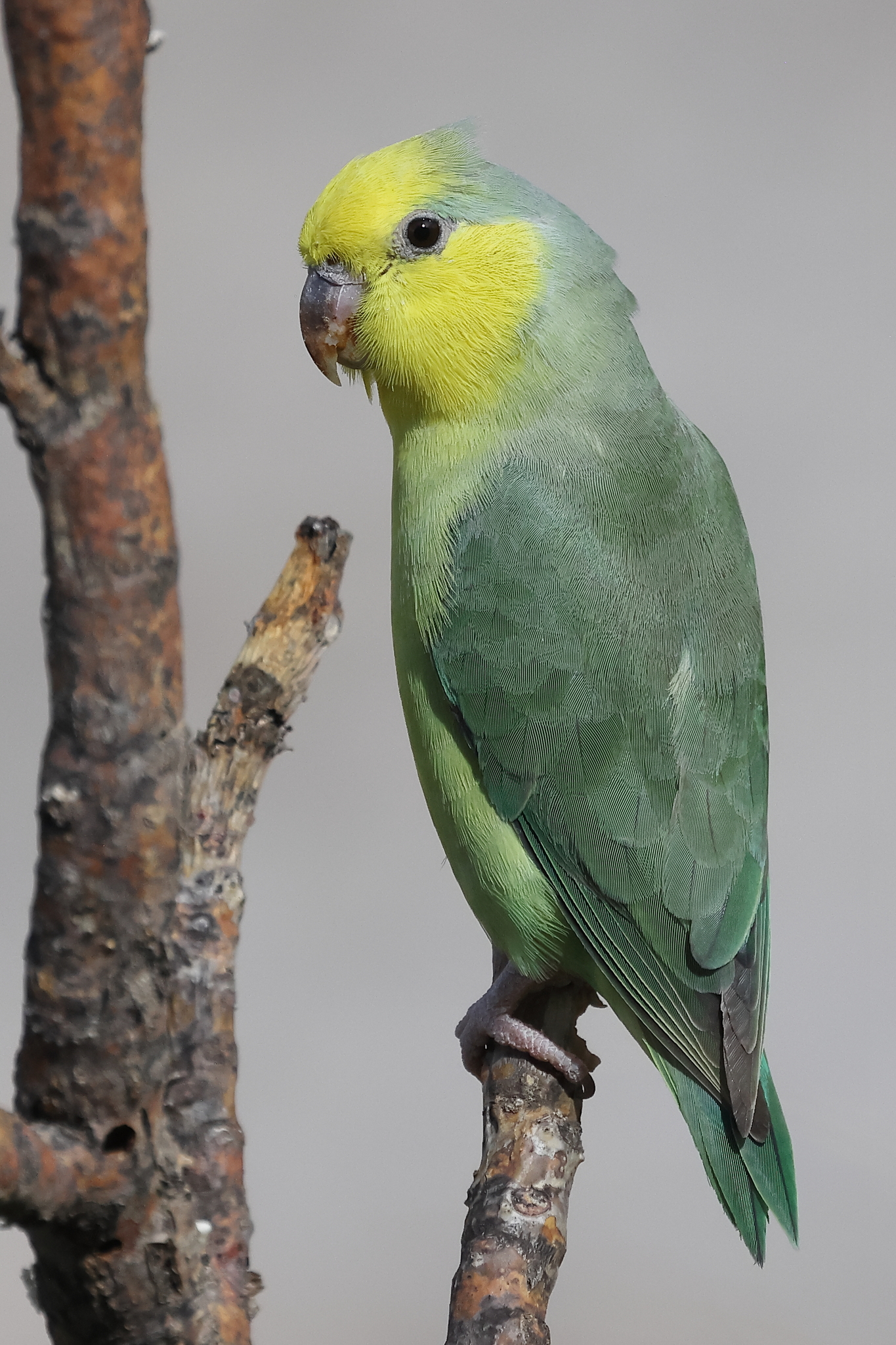 Yellow-faced Parrotlet (Forpus xanthops), photo 2