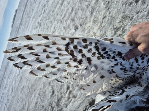 Snowy Owl