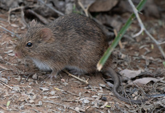Sigmodon arizonae