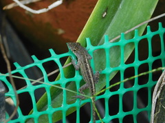 Anolis sagrei