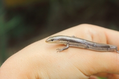 Plestiodon tetragrammus